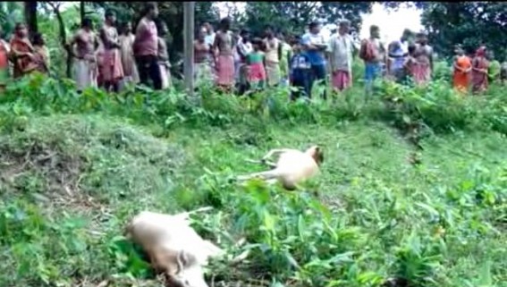 TSECL negligence kept lives under threat, 2 cattle died 